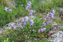 Campanula sarmatica