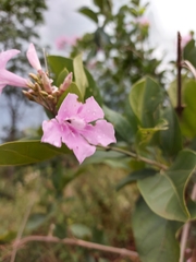 Mansoa alliacea
