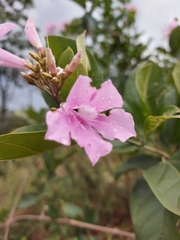 Mansoa alliacea