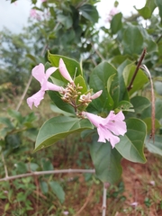 Mansoa alliacea