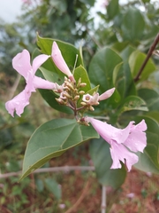 Mansoa alliacea