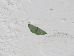 Pelagodes antiquadraria