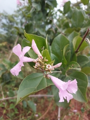 Mansoa alliacea
