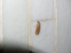 Paralithosia shaowuica