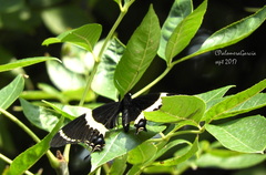 Papilio garamas garamas