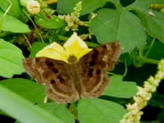 Antigonus funebris