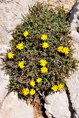 Launaea cervicornis