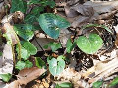 Asarum tamaense