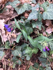 Pulmonaria australis