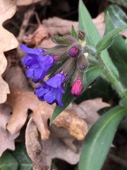 Pulmonaria australis