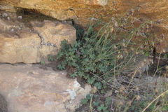 Campanula zangezura