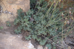 Campanula zangezura