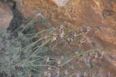 Campanula zangezura