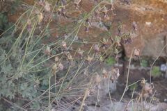 Campanula zangezura