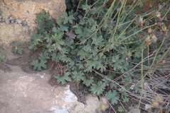 Campanula zangezura