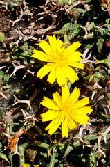 Launaea cervicornis
