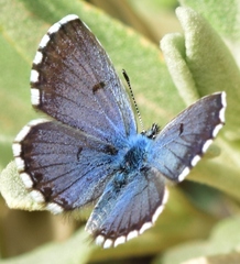 Pseudophilotes panoptes