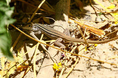 Aspidoscelis exsanguis