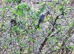 Emberiza flaviventris