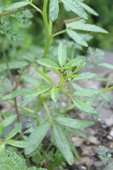Cleome daghestanica