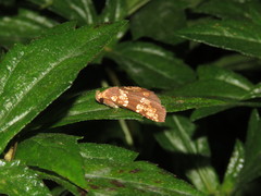 Saroba pustulifera
