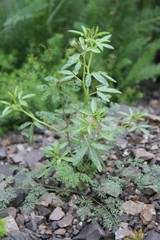 Cleome daghestanica