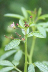 Cleome daghestanica