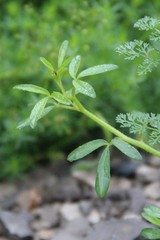 Cleome daghestanica