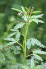Cleome daghestanica