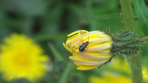 Attalus cyaneus