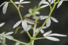 Cleome daghestanica