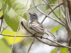 Nesotriccus incomtus