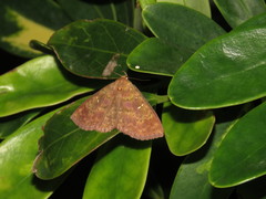 Sarobides inconclusa