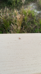 Camponotus inaequalis