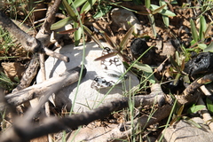 Melanargia occitanica