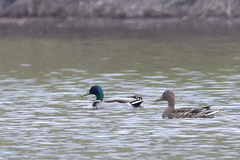 Anas platyrhynchos