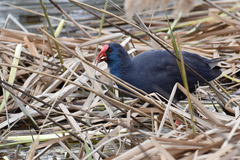 Porphyrio porphyrio