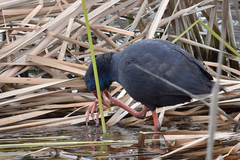 Porphyrio porphyrio