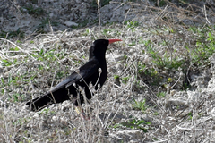 Pyrrhocorax pyrrhocorax