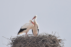 Ciconia ciconia