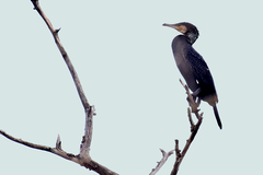 Phalacrocorax carbo