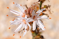 Asphodelus ramosus ramosus