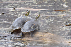 Trachemys scripta