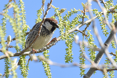 Passer hispaniolensis