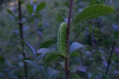 Craniophora ligustri