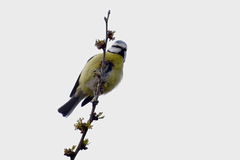 Cyanistes caeruleus