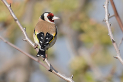 Carduelis carduelis