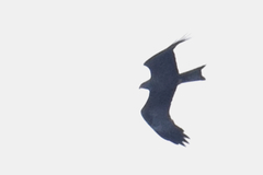 Milvus migrans