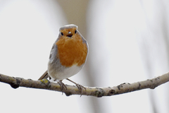 Erithacus rubecula