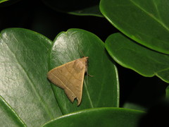 Simplicia cornicalis